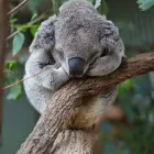 Business 10 image WILD LIFE SYDNEY ZOO Zoo in Sydney NSW