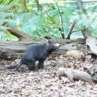 Business 12 image WILD LIFE SYDNEY ZOO Zoo in Sydney NSW