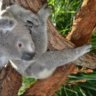 Business 14 image WILD LIFE SYDNEY ZOO Zoo in Sydney NSW