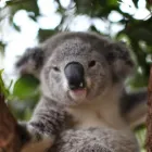Business 17 image WILD LIFE SYDNEY ZOO Zoo in Sydney NSW