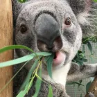 Business 18 image WILD LIFE SYDNEY ZOO Zoo in Sydney NSW