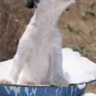 Business 5 image YOUR CRITTER SITTER Pet Sitter in Sydenham NSW