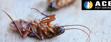 Business 5 image ACE PEST CONTROL - ANT CONTROL MELBOURNE Pest Control in Melbourne VIC