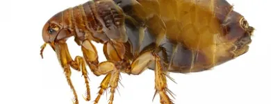 Business 12 image ACE PEST CONTROL CANBERRA Pest Control in Chifley ACT