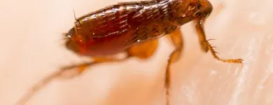 Business 1 image ACE PEST CONTROL MELBOURNE Pest Inspection in Melbourne VIC