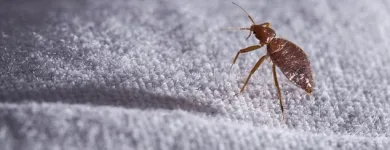 Business 2 image ACE PEST CONTROL MELBOURNE Pest Inspection in Melbourne VIC