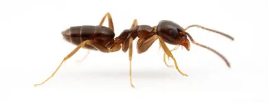 Business 3 image ACE PEST CONTROL MELBOURNE Pest Inspection in Melbourne VIC