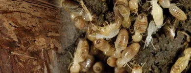 Business 5 image ACE PEST CONTROL MELBOURNE Pest Inspection in Melbourne VIC