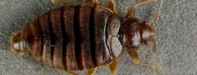 Business 9 image ACE PEST CONTROL MELBOURNE Pest Inspection in Melbourne VIC