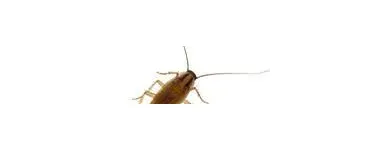 Business 3 image AMAZON PEST EXTERMINATORS Termite Inspection in Reservoir VIC