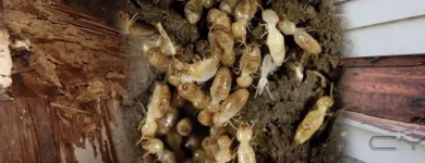 Business 4 image AMAZON PEST EXTERMINATORS Termite Inspection in Reservoir VIC