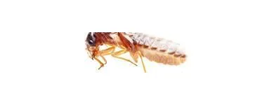 Business 6 image AMAZON PEST EXTERMINATORS Termite Inspection in Reservoir VIC