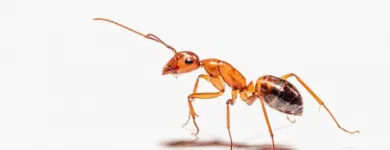 Business 1 image ANT EXTERMINATOR SYDNEY Pest Control in Sydney NSW