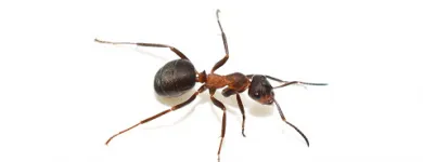 Business 2 image ANT EXTERMINATOR SYDNEY Pest Control in Sydney NSW