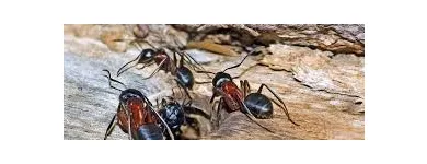 Business 3 image ANT EXTERMINATOR SYDNEY Pest Control in Sydney NSW