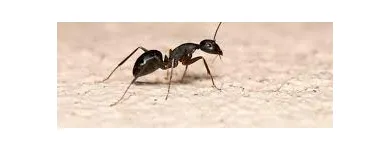 Business 4 image ANT EXTERMINATOR SYDNEY Pest Control in Sydney NSW