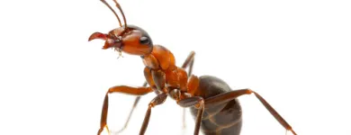 Business 5 image ANT EXTERMINATOR SYDNEY Pest Control in Sydney NSW