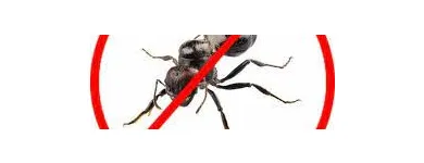 Business 6 image ANT EXTERMINATOR SYDNEY Pest Control in Sydney NSW