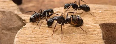 Business 7 image ANT EXTERMINATOR SYDNEY Pest Control in Sydney NSW