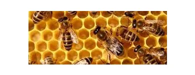 Business 3 image BEE PEST CONTROL SYDNEY Pest Control in Sydney NSW