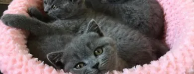 Business 2 image BELLEVUEBRITISHBLUES Cat Breeders in Devonport East TAS