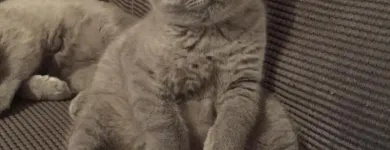 Business 10 image BELLEVUEBRITISHBLUES Cat Breeders in Devonport East TAS