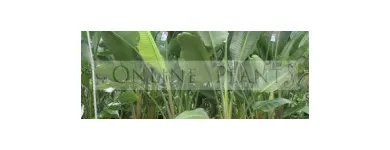 Business 1 image BIRD OF PARADISE PLANT FOR SALE | STRELITZIA REGINAE Gardeners in Melbourne VIC