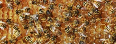 Business 1 image BOBS BEE REMOVAL SYDNEY Pest Control in Sydney NSW