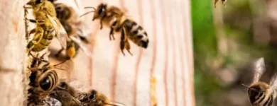 Business 2 image BOBS BEE REMOVAL SYDNEY Pest Control in Sydney NSW