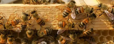 Business 3 image BOBS BEE REMOVAL SYDNEY Pest Control in Sydney NSW