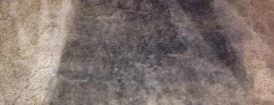 Business 7 image CLEAN MASTER CARPET CLEANING PERTH Carpet Cleaning & Protection in Perth WA