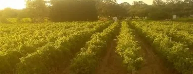 Business 2 image CONTE ESTATE WINES Winery in McLaren Vale SA