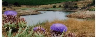 Business 3 image CONTE ESTATE WINES Winery in McLaren Vale SA