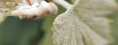 Business 11 image CONTE ESTATE WINES Winery in McLaren Vale SA