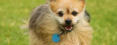 Business 1 image FAMILYPET VET MCLAREN VALE Vets & Veterinary Surgeons in McLaren Vale SA