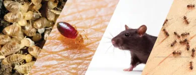 Business 3 image FAST PEST CONTROL MELBOURNE Pest Control in Melbourne VIC