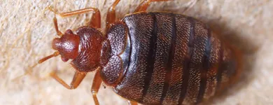 Business 5 image FAST PEST CONTROL MELBOURNE Pest Control in Melbourne VIC