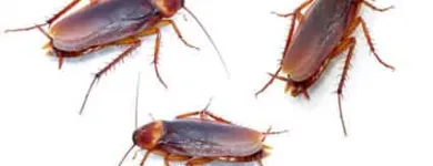 Business 8 image FAST PEST CONTROL MELBOURNE Pest Control in Melbourne VIC