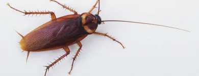Business 1 image FAST PEST CONTROL SUNSHINE COAST Pest Control in Sunshine Coast - Marcoola QLD