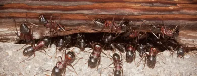Business 9 image FAST PEST CONTROL SUNSHINE COAST Pest Control in Sunshine Coast - Marcoola QLD