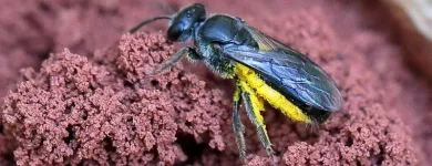 Business 1 image GOODE BEE REMOVAL ADELAIDE Pest Control Australia in Adelaide SA