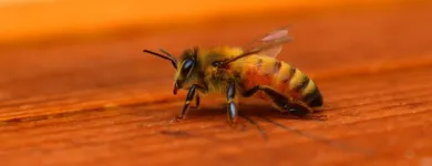 Business 2 image GOODE BEE REMOVAL ADELAIDE Pest Control Australia in Adelaide SA