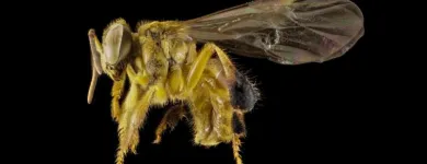 Business 4 image GOODE BEE REMOVAL ADELAIDE Pest Control Australia in Adelaide SA