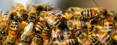 Business 5 image GOODE BEE REMOVAL ADELAIDE Pest Control Australia in Adelaide SA