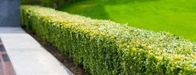 Business 4 image HORTCULTURE Gardeners in Sydney NSW