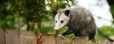 Business 1 image HUMANE POSSUM REMOVAL HOBART Possum Removal in Hobart TAS