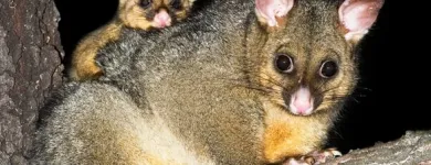 Business 2 image HUMANE POSSUM REMOVAL HOBART Possum Removal in Hobart TAS