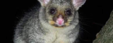 Business 3 image HUMANE POSSUM REMOVAL HOBART Possum Removal in Hobart TAS