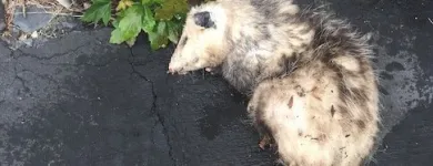 Business 4 image HUMANE POSSUM REMOVAL HOBART Possum Removal in Hobart TAS