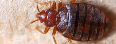 Business 4 image IMPRESSIVE PEST CONTROL MELBOURNE Pest Inspection in Melbourne VIC